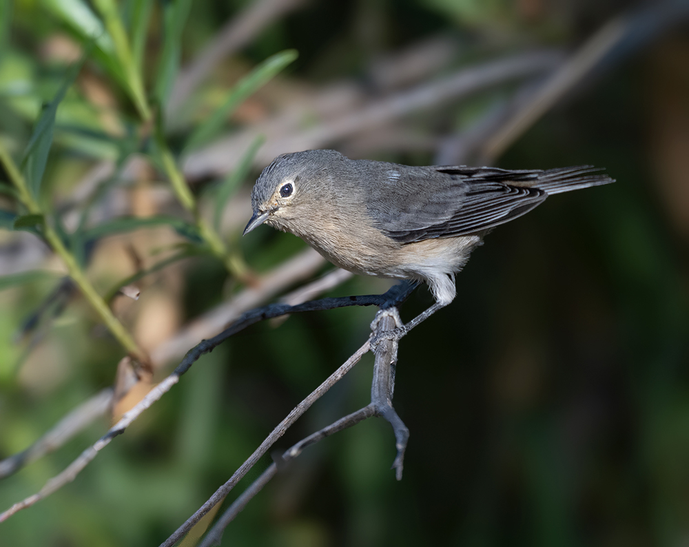 Lucy's Warbler