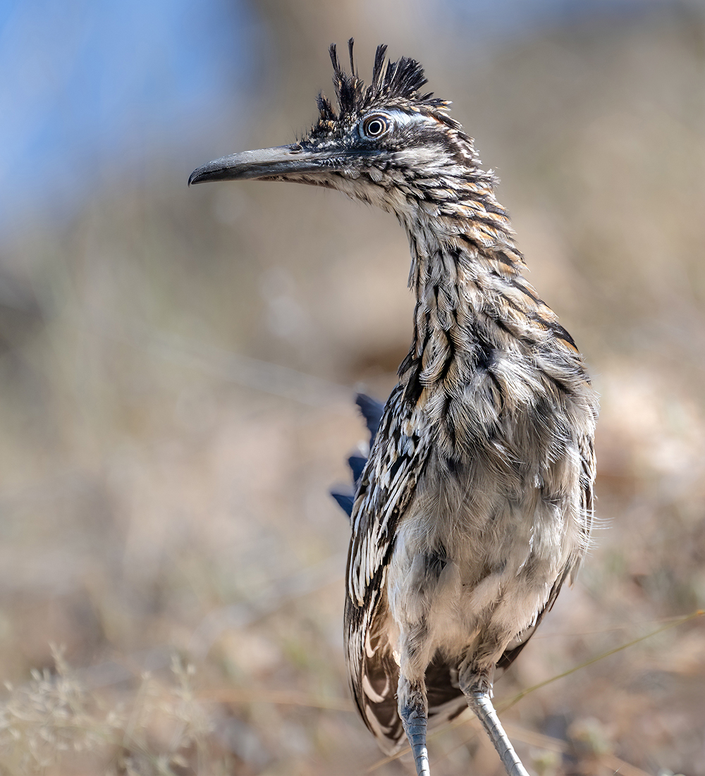 Greater Roadrunner