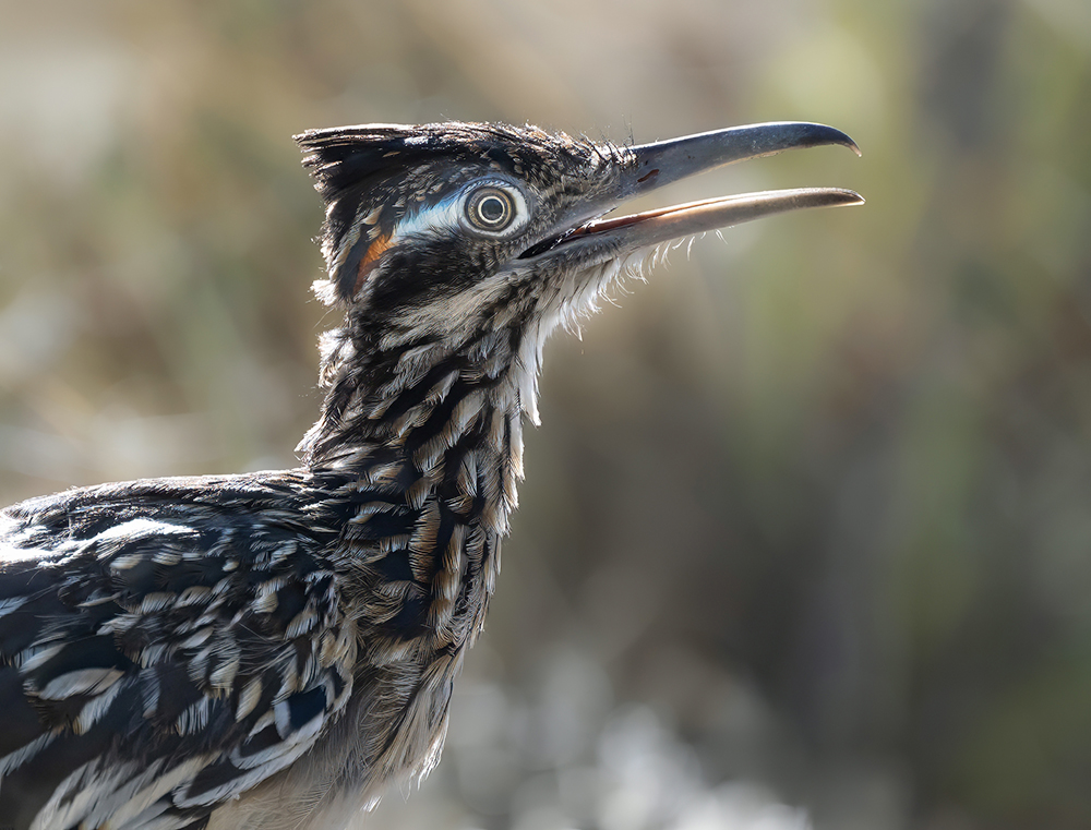 Greater Roadrunner