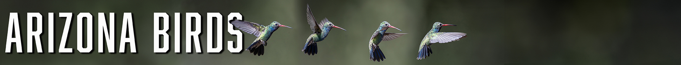 Arizona-Birds
